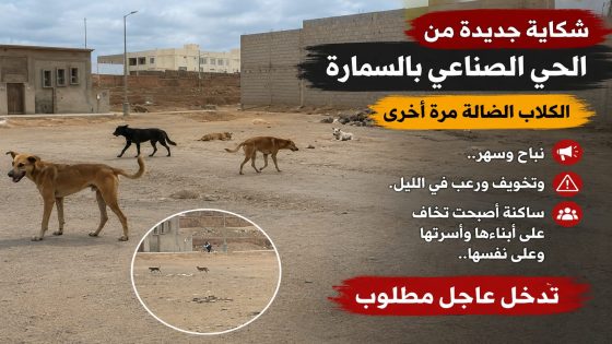 الكلاب الضالة بالحي الصناعي بالسمارة..!!