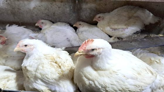 مربو الدجاج يدقون ناقوس الخطر.. أسعار البيع تنهار والخسائر تهدد استمرارية القطاع